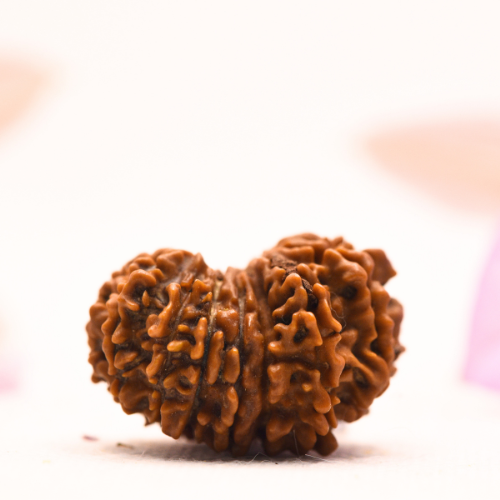 14 Mukhi Nepali Rudraksha - Collector