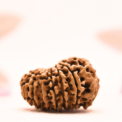 14 Mukhi Nepali Rudraksha - Collector