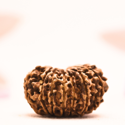 14 Mukhi Nepali Rudraksha - Collector