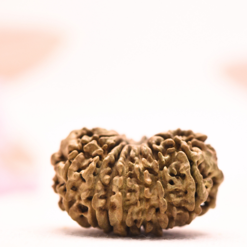 14 Mukhi Nepali Rudraksha - Collector