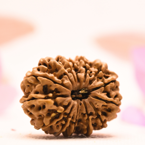 14 Mukhi Nepali Rudraksha - Collector