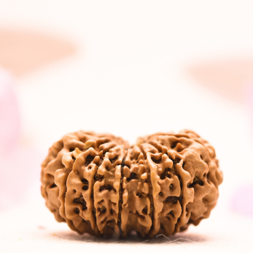 14 Mukhi Nepali Rudraksha - Collector