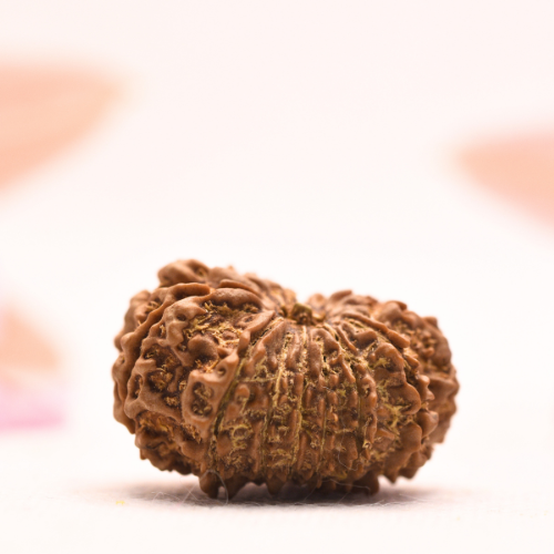 14 Mukhi Nepali Rudraksha - Collector