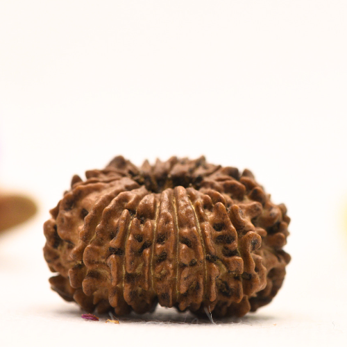 14 Mukhi Nepali Rudraksha - Large