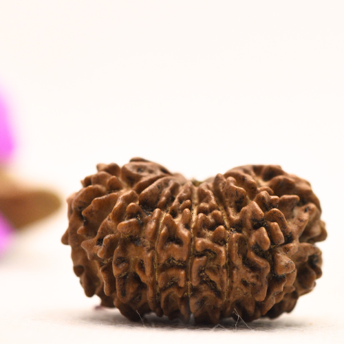 14 Mukhi Nepali Rudraksha - Large