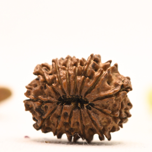 14 Mukhi Nepali Rudraksha - Large