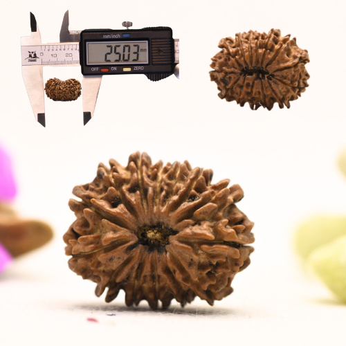 14 Mukhi Nepali Rudraksha - Large