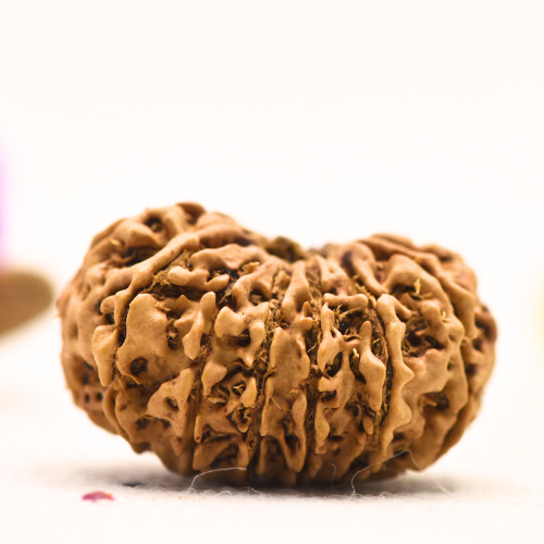 14 Mukhi Nepali Rudraksha - Large