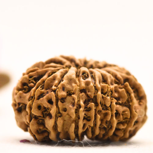 14 Mukhi Nepali Rudraksha - Large