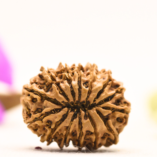 14 Mukhi Nepali Rudraksha - Large