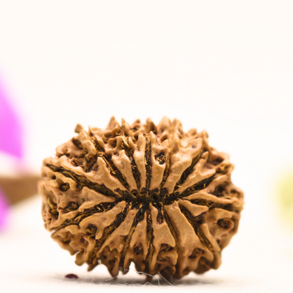 14 Mukhi Nepali Rudraksha - Large