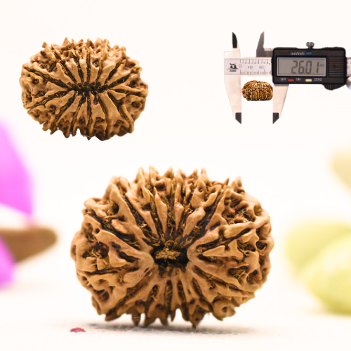 14 Mukhi Nepali Rudraksha - Large
