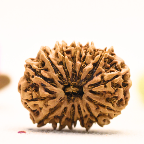 14 Mukhi Nepali Rudraksha - Large