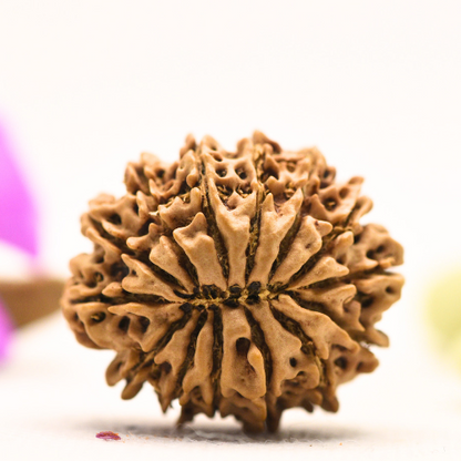 14 Mukhi Nepali Rudraksha - Large