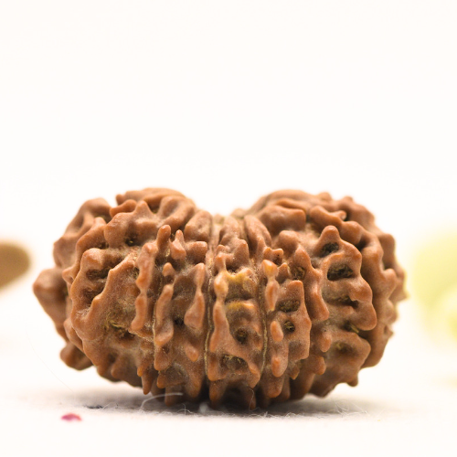 14 Mukhi Nepali Rudraksha - Large