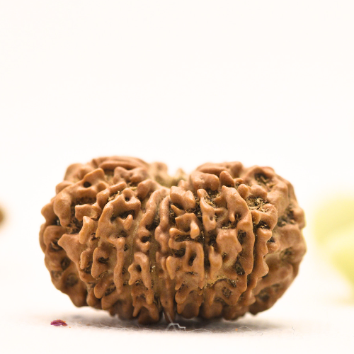 14 Mukhi Nepali Rudraksha - Large