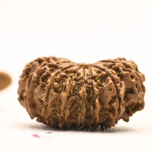 14 Mukhi Nepali Rudraksha - Large