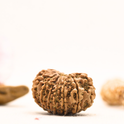 14 Mukhi Rudraksha