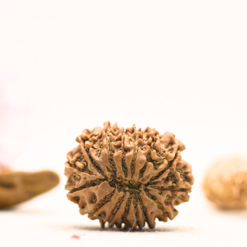 14 Mukhi Rudraksha