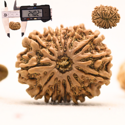 14 Mukhi Rudraksha