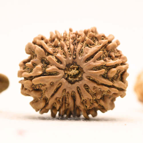 14 Mukhi Rudraksha