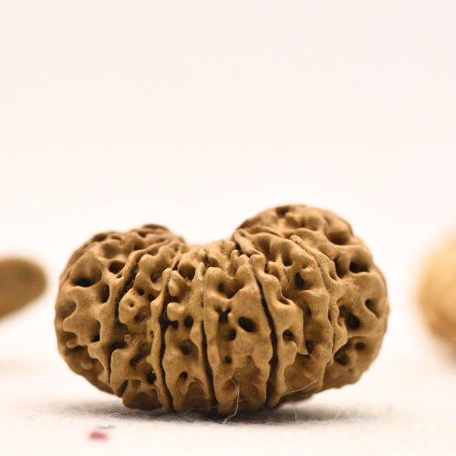 14 Mukhi Nepali Rudraksha - Regular
