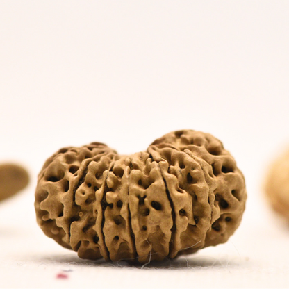 14 Mukhi Nepali Rudraksha - Regular