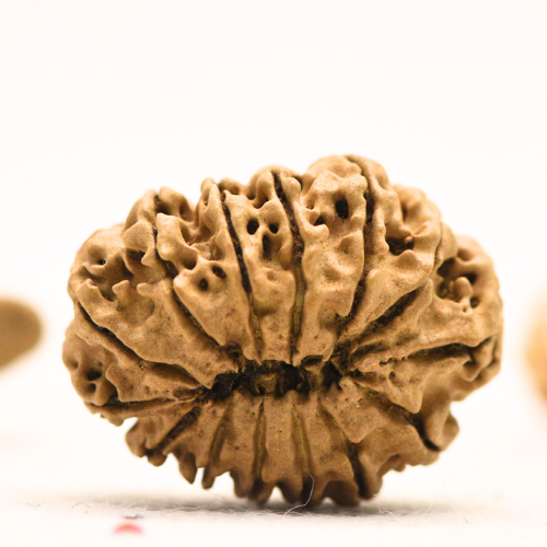 14 Mukhi Nepali Rudraksha - Regular