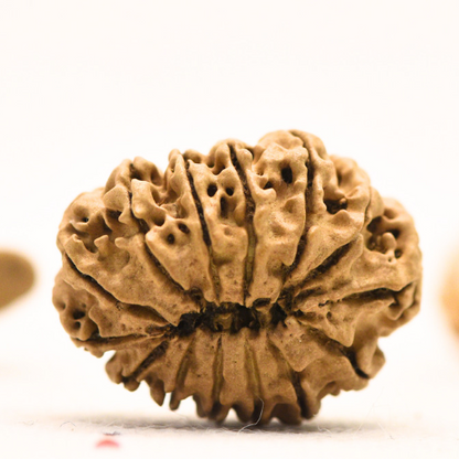 14 Mukhi Nepali Rudraksha - Regular