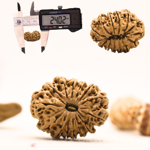 14 Mukhi Nepali Rudraksha - Regular
