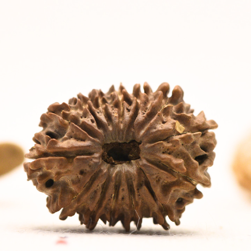 14 faced Rudraksha