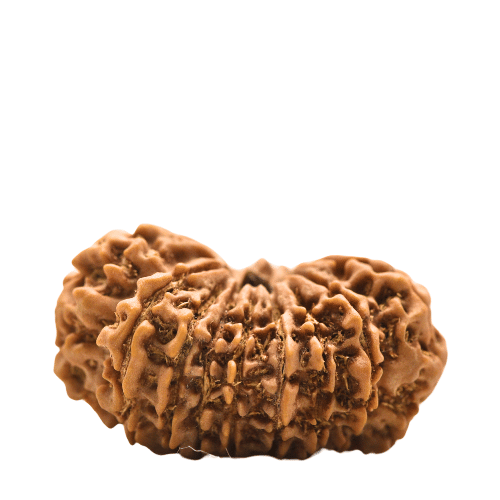 14 faced Rudraksha