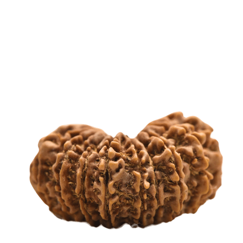 14 faced Rudraksha