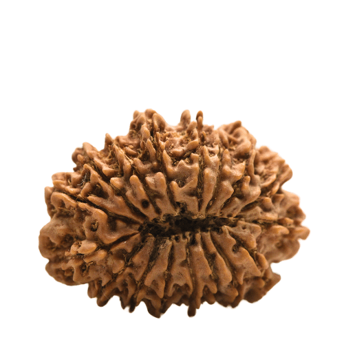 14 faced Rudraksha