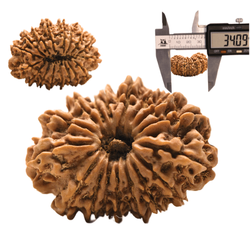14 faced Rudraksha