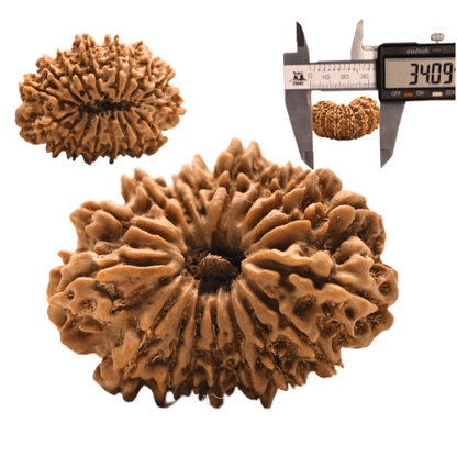 14 faced Rudraksha