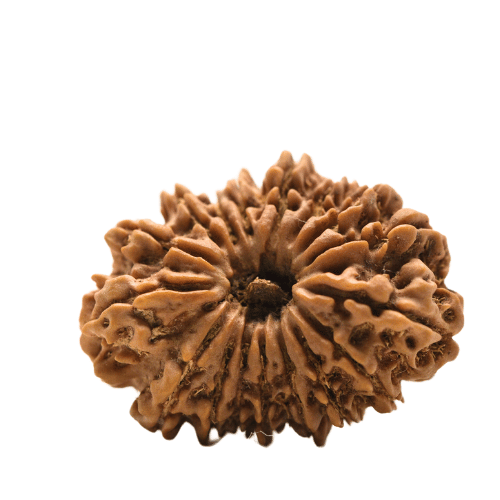 14 faced Rudraksha