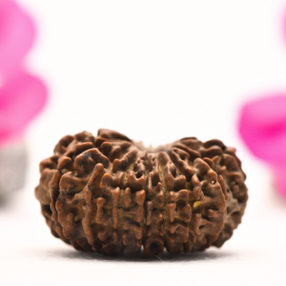 16 Mukhi Nepali Rudraksha - Large