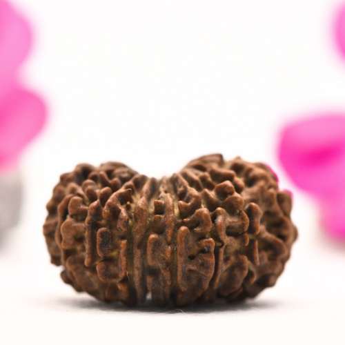 16 Mukhi Nepali Rudraksha - Large