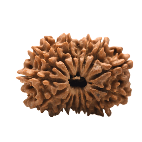 16 Mukhi Nepali Rudraksha - Large