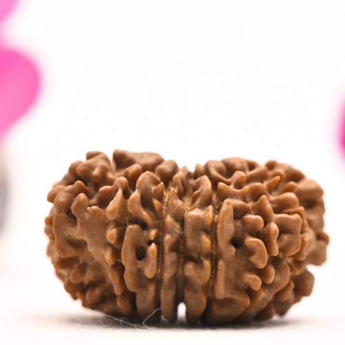 16 Mukhi Nepali Rudraksha - super collector