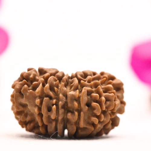 16 Mukhi Nepali Rudraksha - super collector