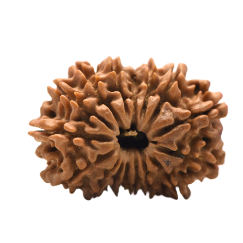 16 Mukhi Nepali Rudraksha - super collector