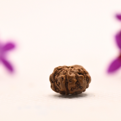5 Mukhi Java Rudraksha