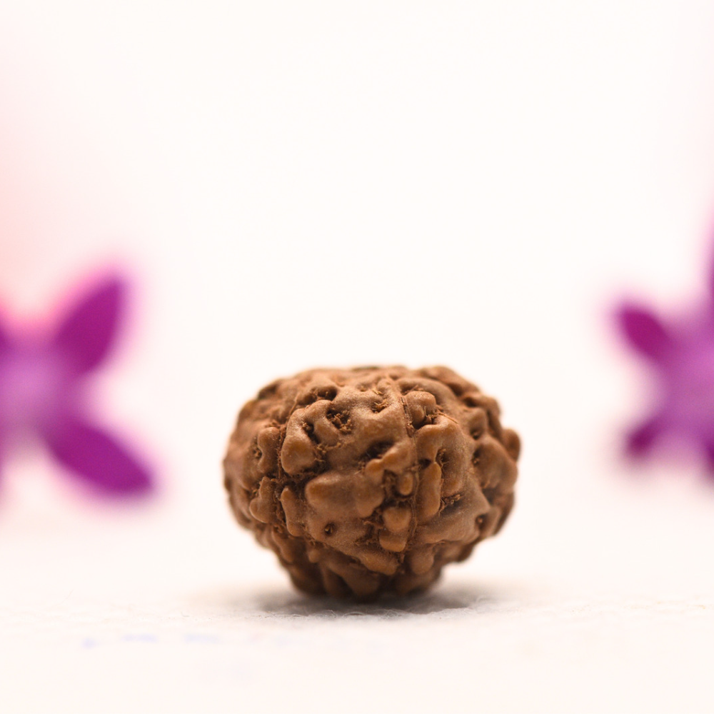 10 Mukhi Java Rudraksha