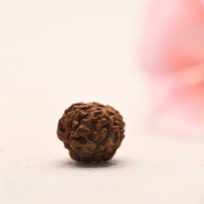 7 Mukhi Java Rudraksha