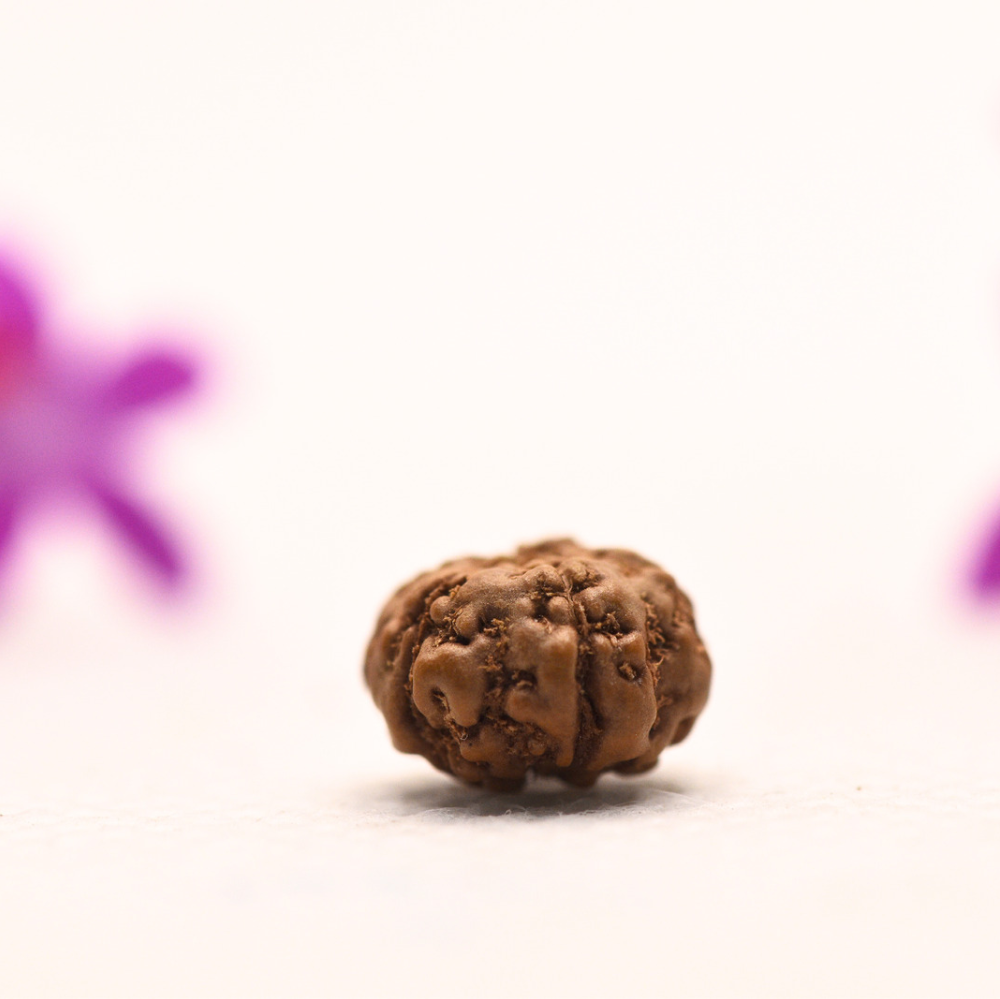 5 Mukhi Java Rudraksha