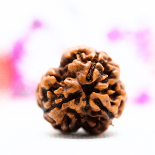 3 Mukhi Nepali Rudraksha - Super Collector