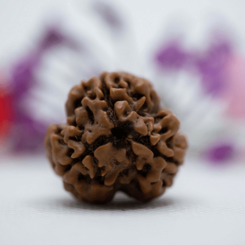 3 Mukhi Nepali Rudraksha - Super Collector