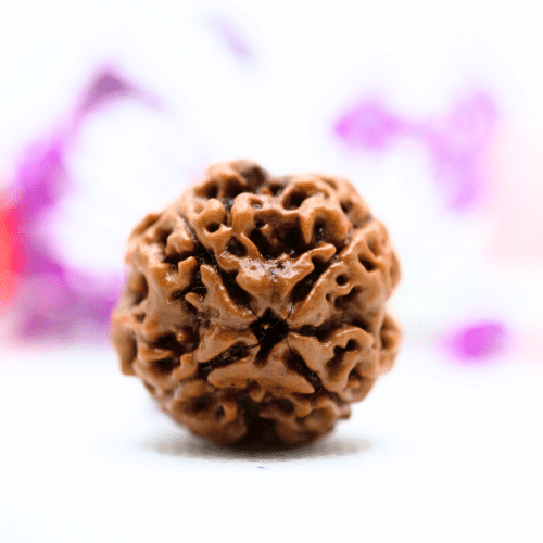 3 Mukhi Nepali Rudraksha - Super Collector